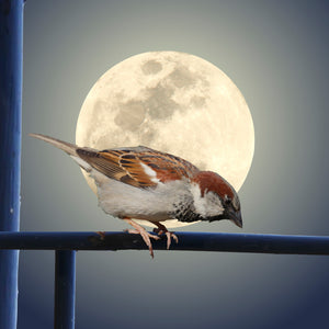 The Sparrow & A Spanish Moon No.2