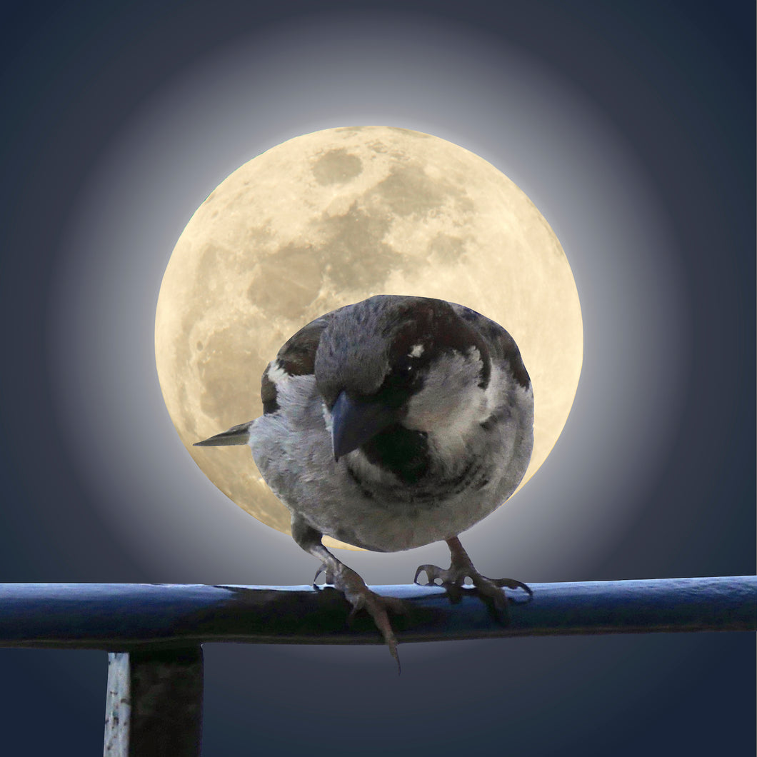 The Sparrow & A Spanish Moon No.4