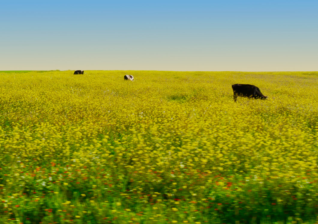 Cows in Yellow